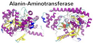 Alanin-Aminotransferase