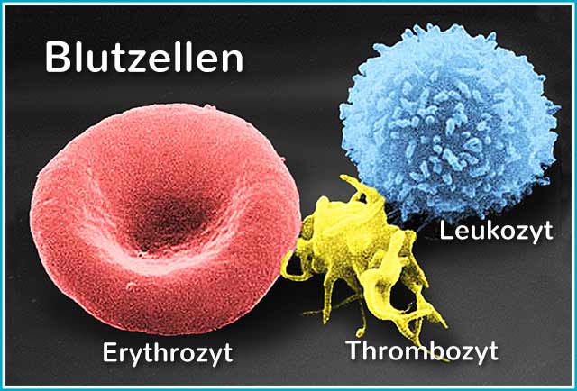 Blutzellen: Erythrozyt, Thrombozyt, Leukozyt