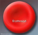 Rotes Blutkörperchen: Erythrozyt