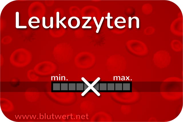 Leukozyten (weiße Blutkörperchen)
