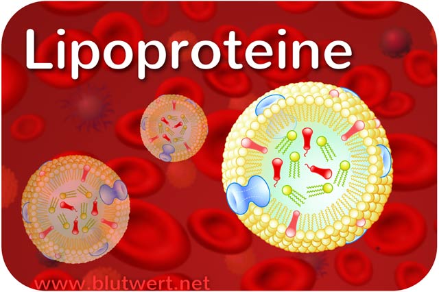 Lipoproteine - Fett-Transport im Blut