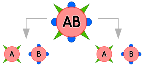 Blutgruppe AB (Mutter) - Vererbung