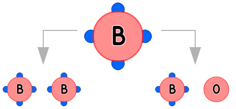 Blutgruppe B (Mutter) - Vererbung