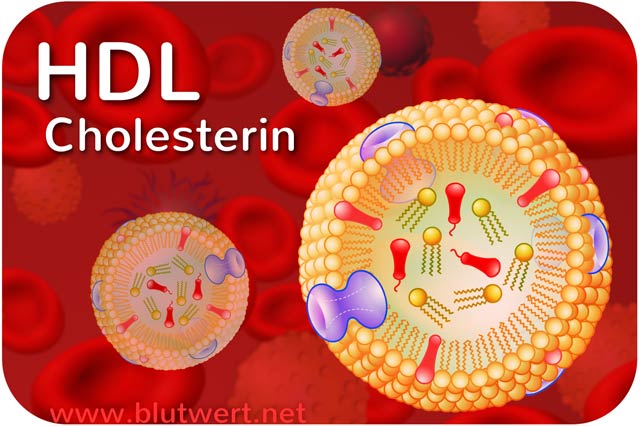 HDL Cholesterin