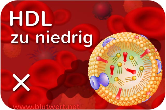 HDL Cholesterin zu niedrig