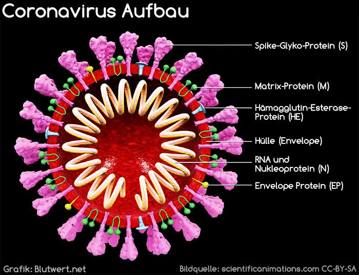 Coronavirus Aufbau
