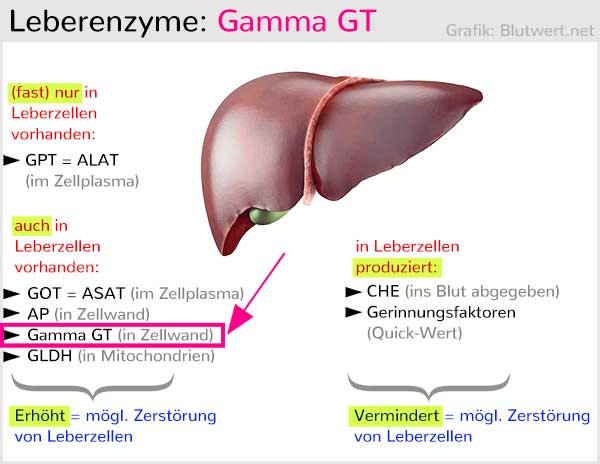 Gamma GT Wert