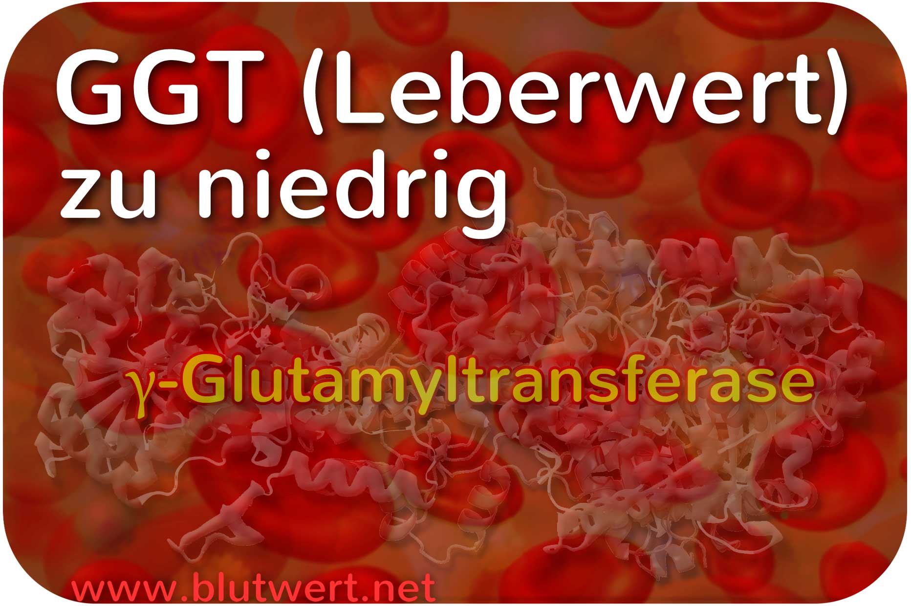 Leberwert GGT vermindert - Gamma-GT (γ-GT) zu niedrig (?)