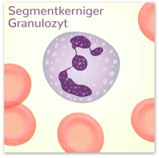 Neutrophiler segmentkerniger Granulozyt