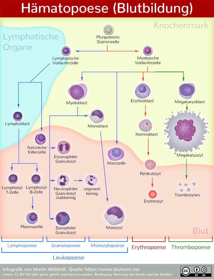 Bildung der Blutzellen (Hämatopoese)