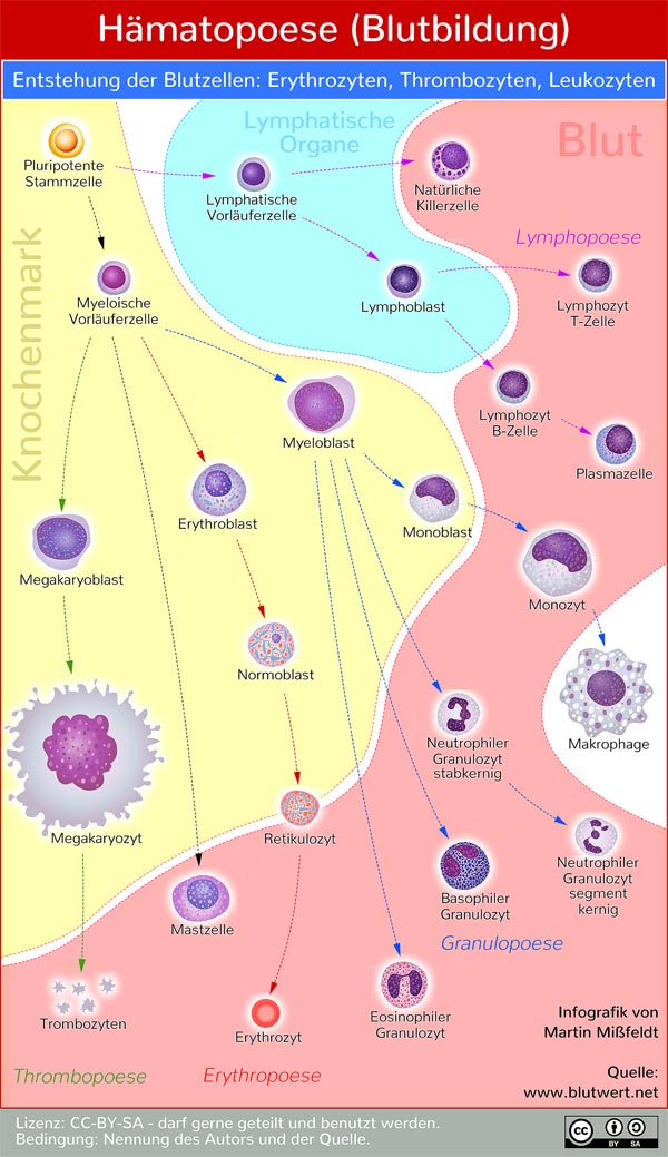 Hämatopoese (Bildung der Blutzellen) - Infografik