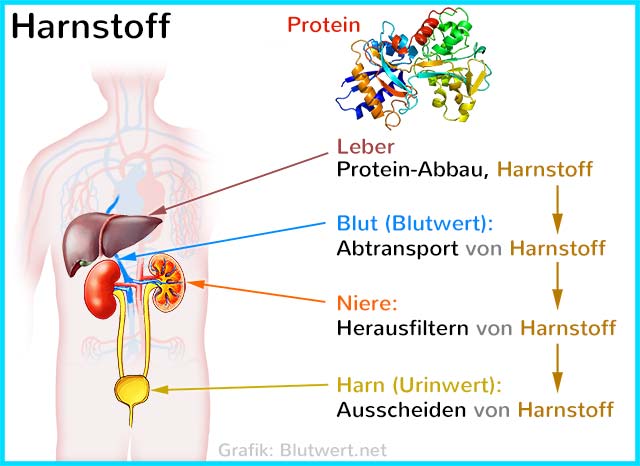 Harnstoff: Abbau von Proteinen in der Leber