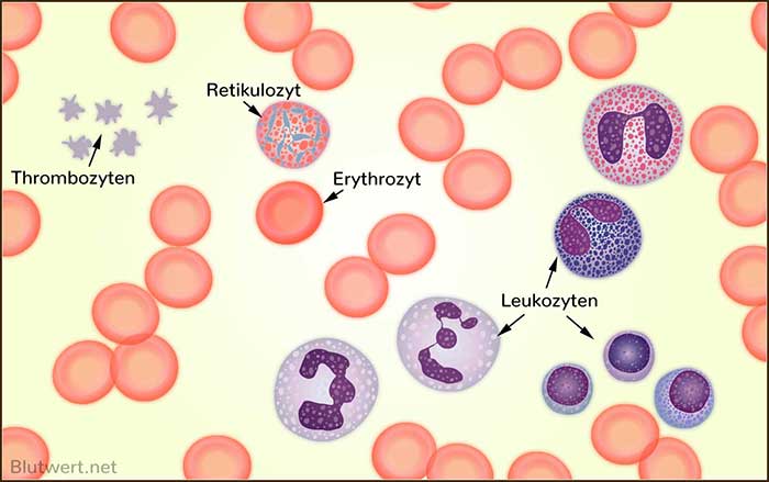 Kleines Blutbild: Blutzellen
