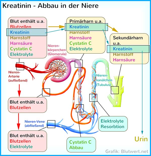 Kreatinin-Abbau in der Niere