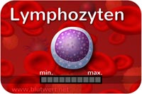 Lymphozyten