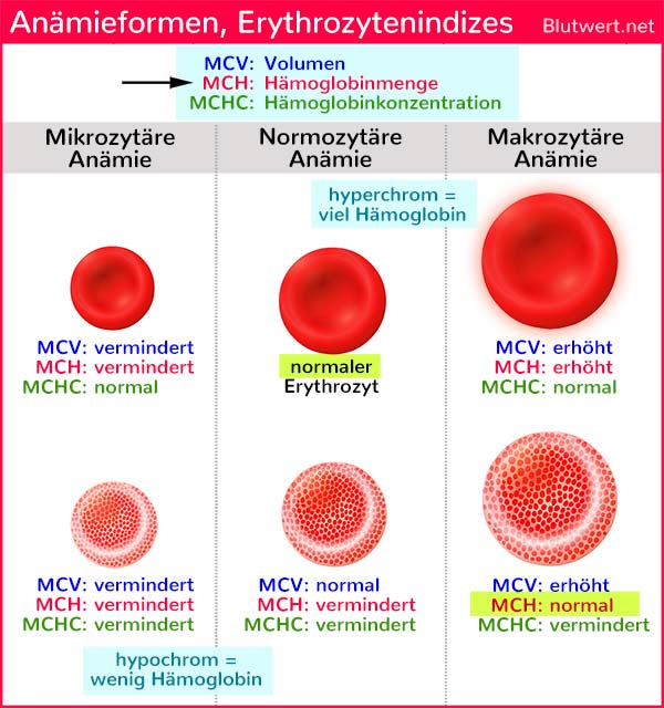 Erythrozytenindizes: MCV, MCH und MCHC