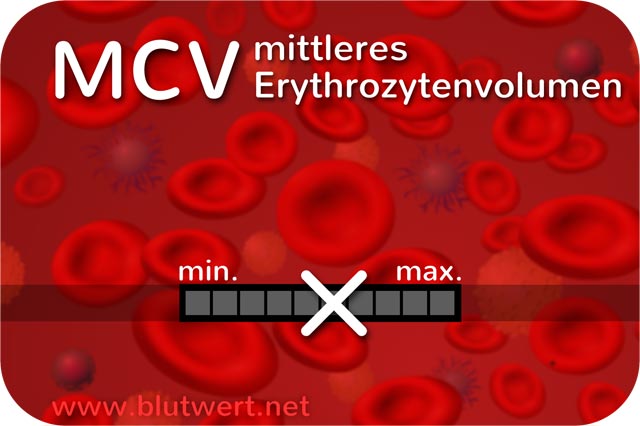 Blutwert Erythrozytenvolumen (MCV)