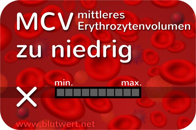 Geringes Erythrozytenvolumen: Blutwert MCV vermindert, zu niedrig