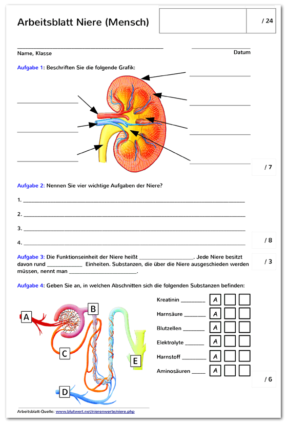 Arbeitsblatt Niere (Biologie, Schule)