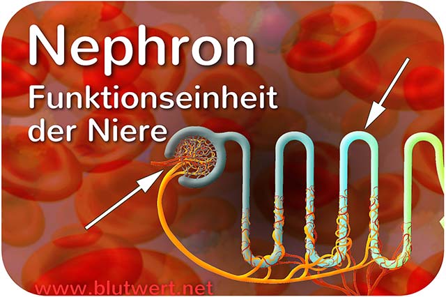Nephron: Funktionseinheit der Niere