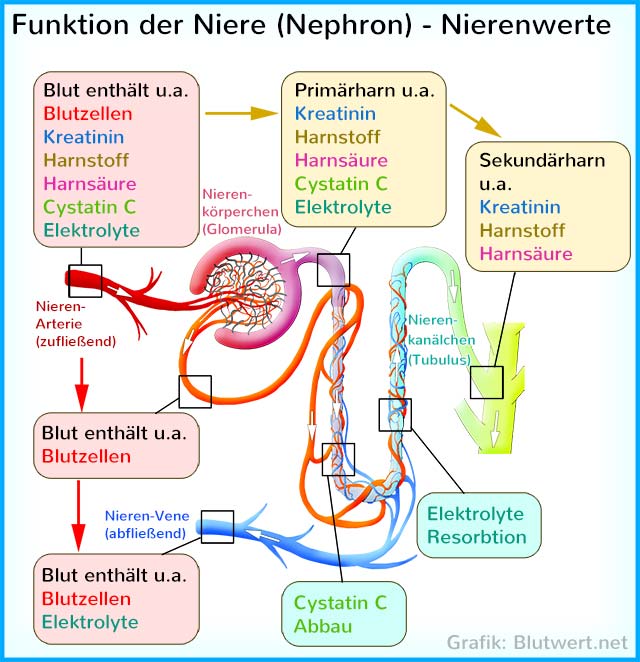 Filterfunktion des Nephrons (Schema)- Funktioneinheit der Niere