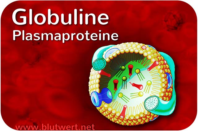 Globuline, Plasmaproteine (Protein-Blutwerte)