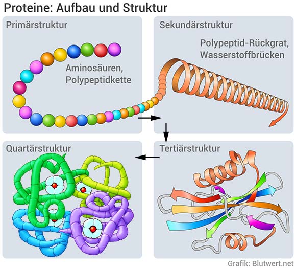 Proteine: Aufbau und Struktur