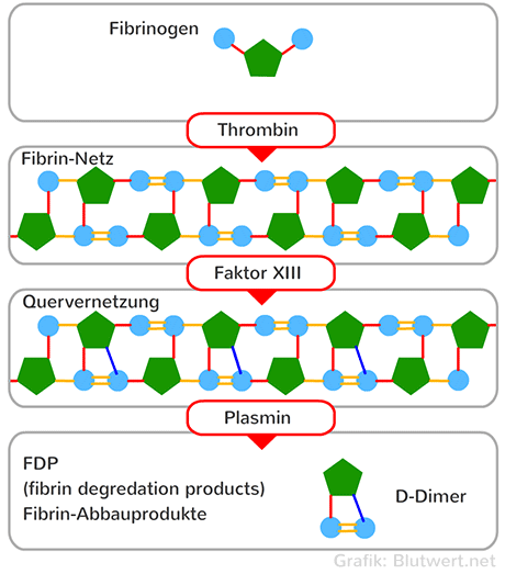 Fibrinolyse: Fibrin-Vernetzung sowie Auflösung (Abbauprodukt D-Dimer)