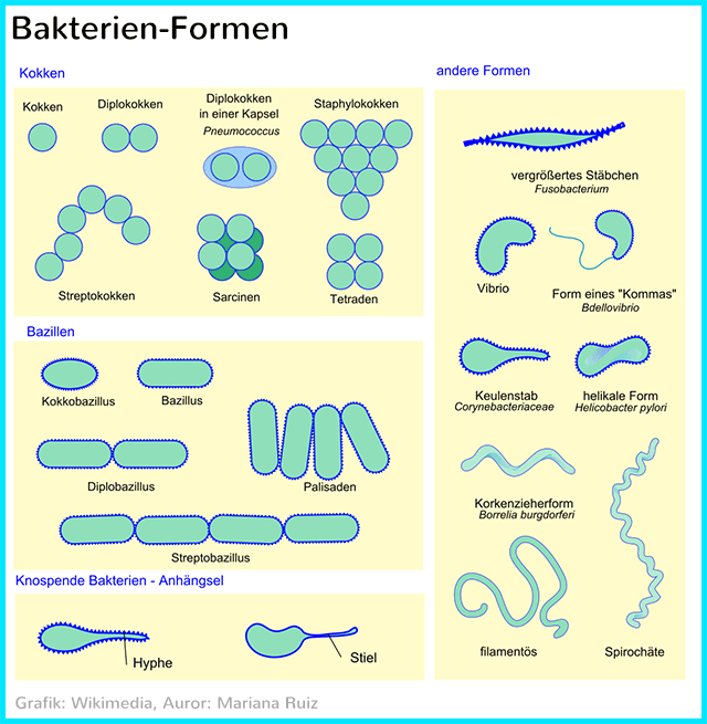 Bakterien-Formen: Kokken, Bazillen etc.