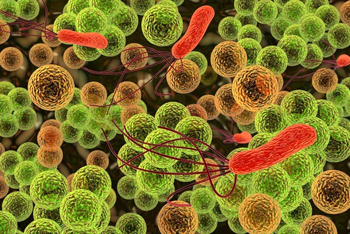 Bakterien unter einem Lichtmikroskop