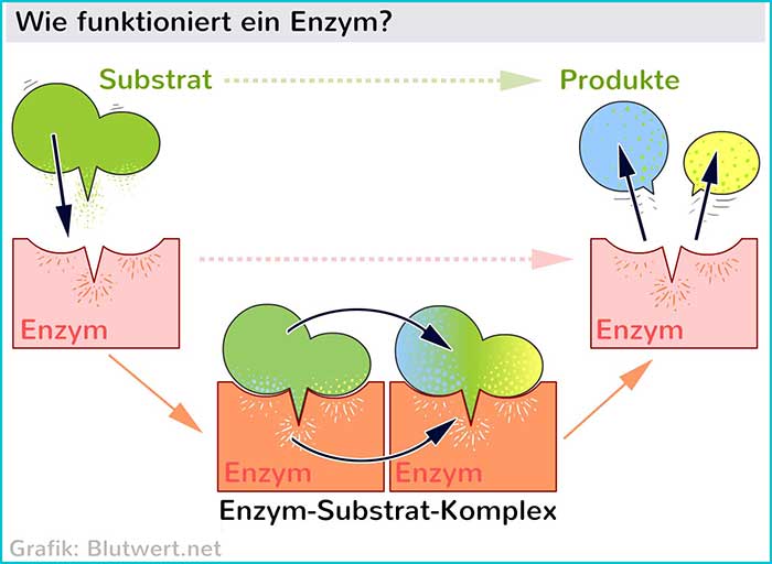 Enzym Funktionsweise: Das Enzym spaltet ein Substrat in zwei Produkte