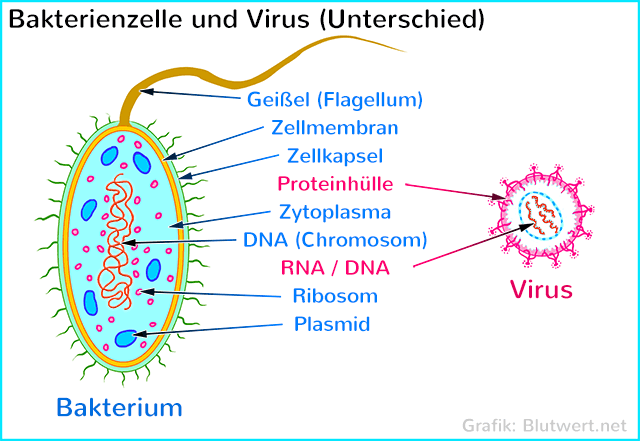 Virus und Bakterienzelle im Vergleich, Unterschiede